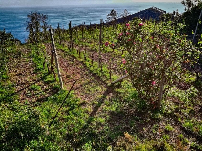 levanto-bici-e-vino