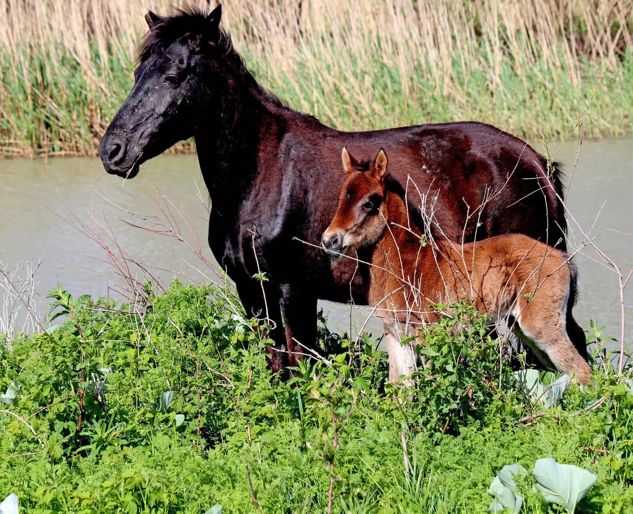 the-danube-delta-by-bike-and-boat