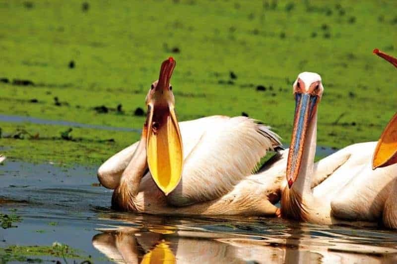 the-danube-delta-by-bike-and-boat