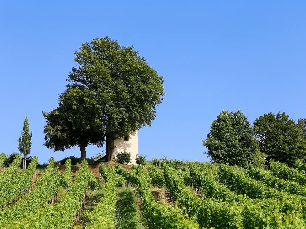 on-the-wine-route-of-alsace-from-basel-to-strasbourg