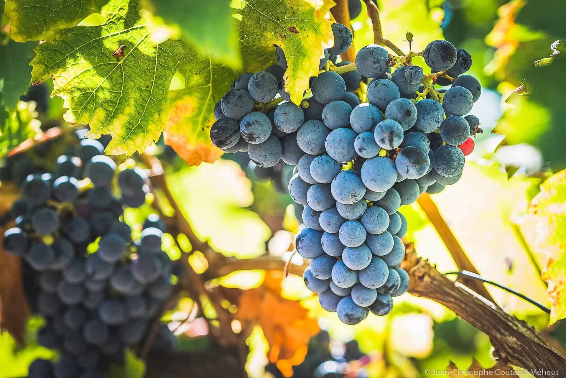castelli-e-vigneti-della-valle-della-loira
