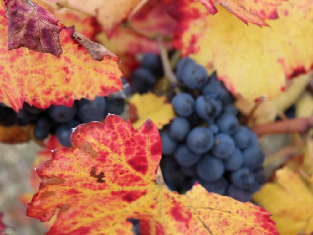 alla-scoperta-del-beaujolais-in-bici