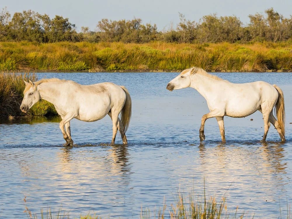 languedoc-and-camargue-by-bike
