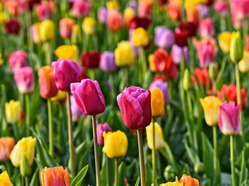 il-tour-dei-tulipani-in-bici-e-barca-premium-plus