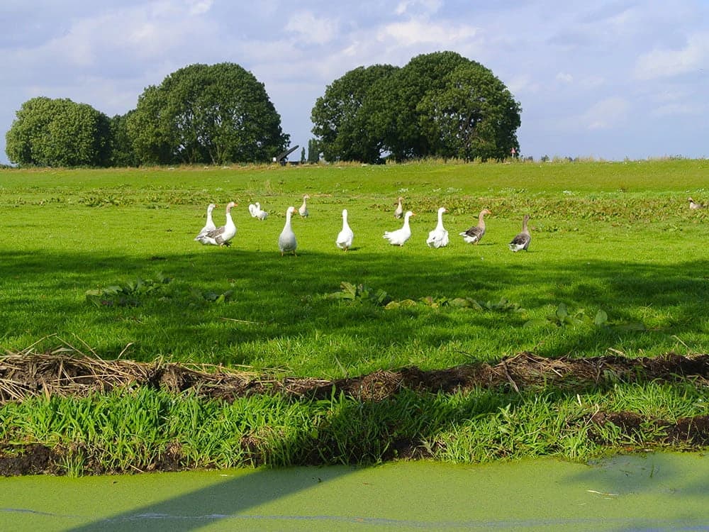 olanda-il-lago-di-ijssel-in-bici-e-veliero-wapen-fan-fryslan-2