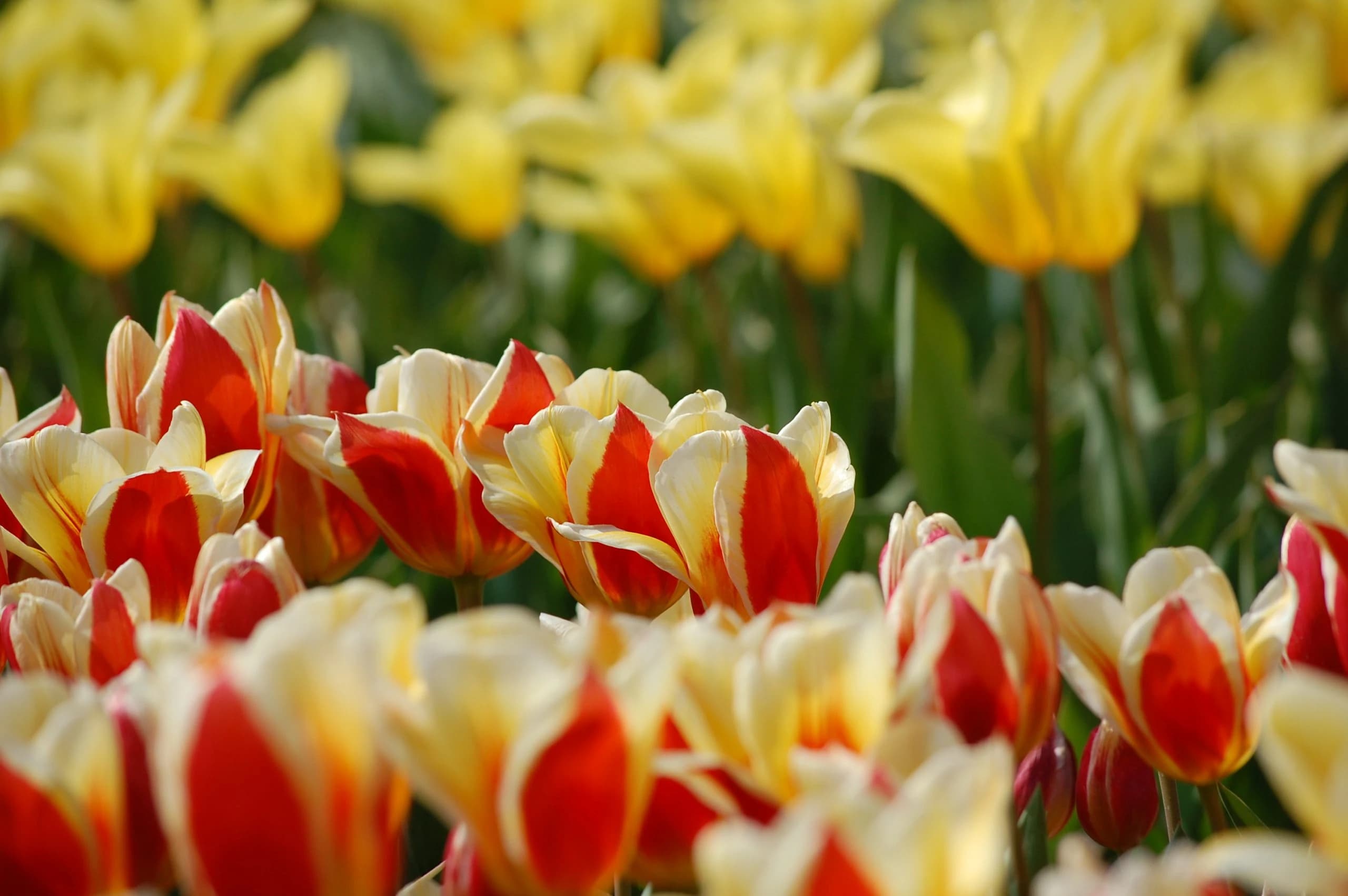 the-tulip-tour-by-bike-and-boat-comfort