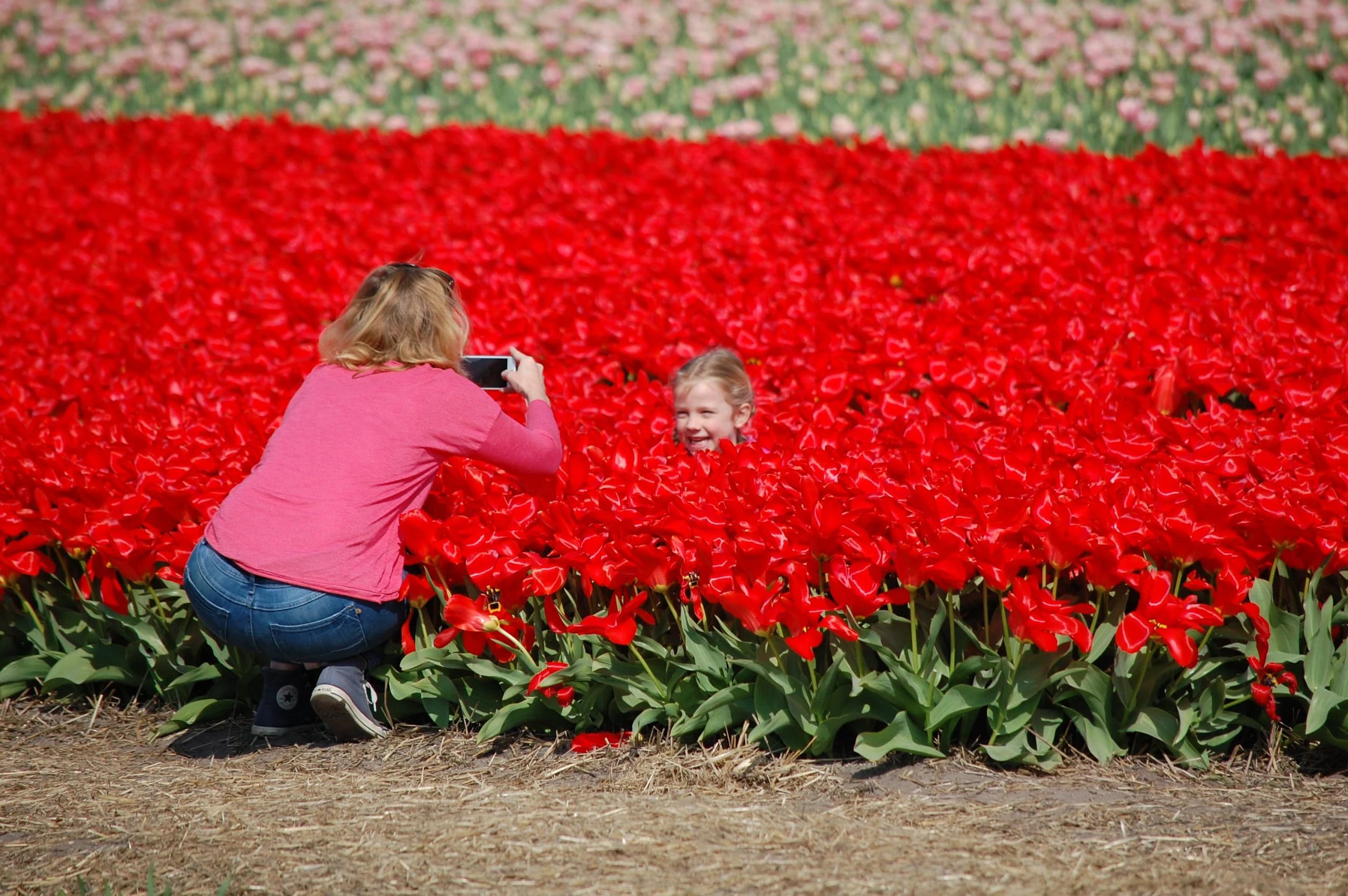 the-tulip-tour-by-bike-and-boat-comfort