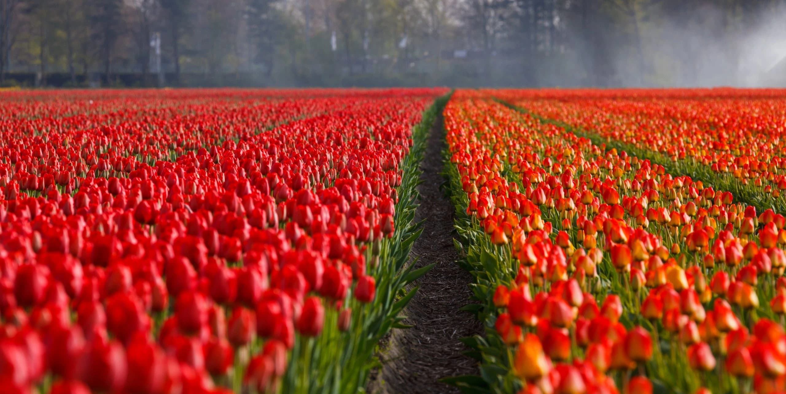 the-tulip-tour-by-bike-and-boat-comfort