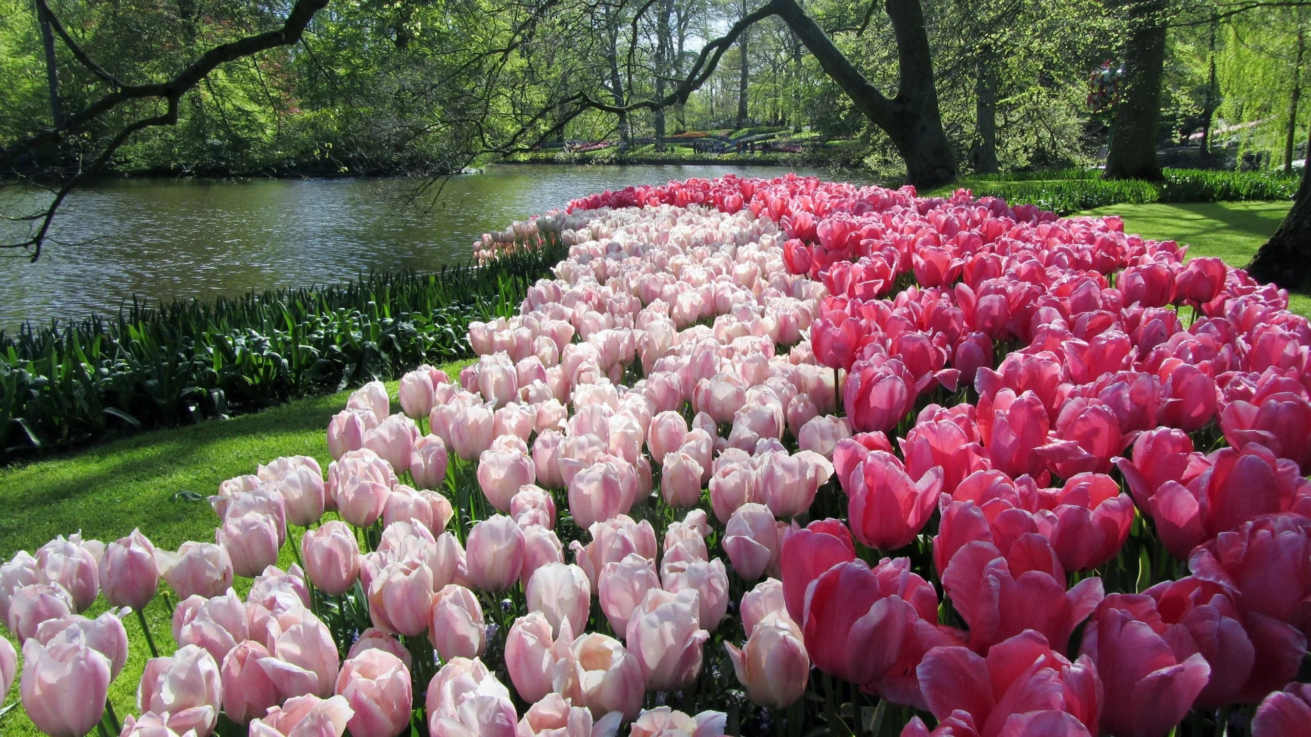 the-tulip-tour-by-bike-and-boat-comfort