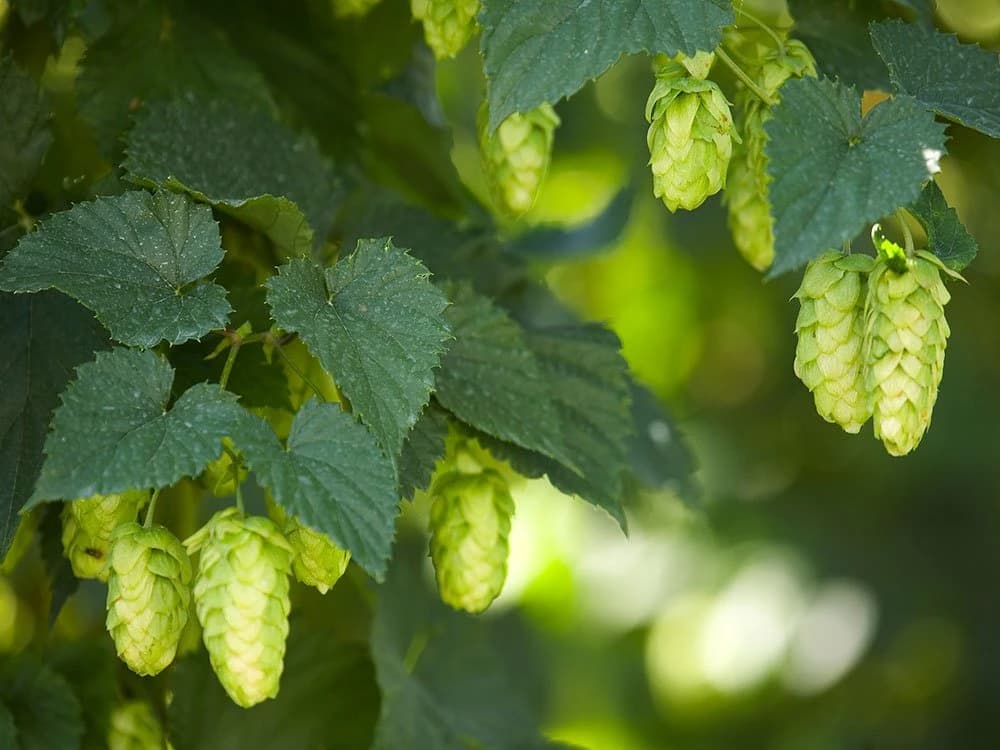il-tour-delle-birrerie-bavaresi
