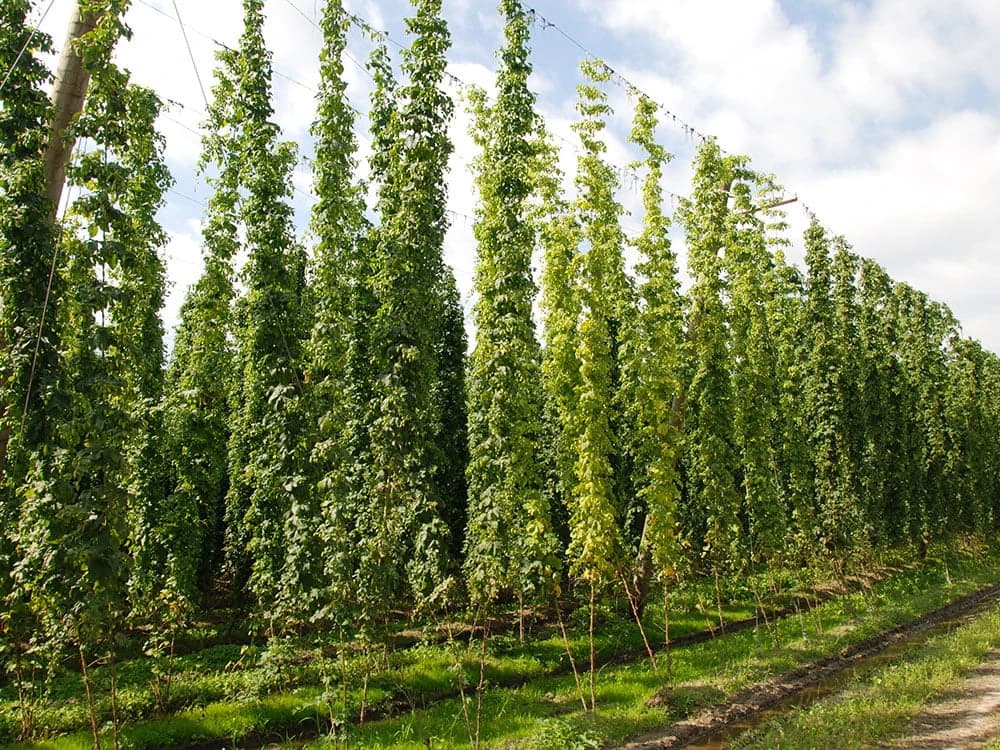 il-tour-delle-birrerie-bavaresi