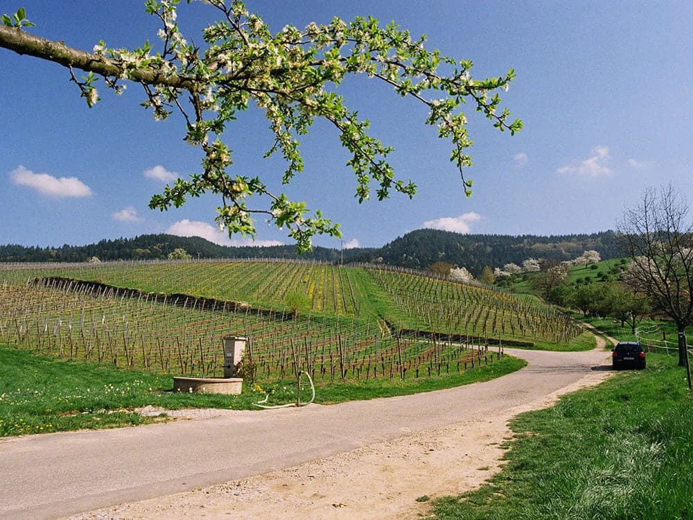 the-black-forest-by-bicycle