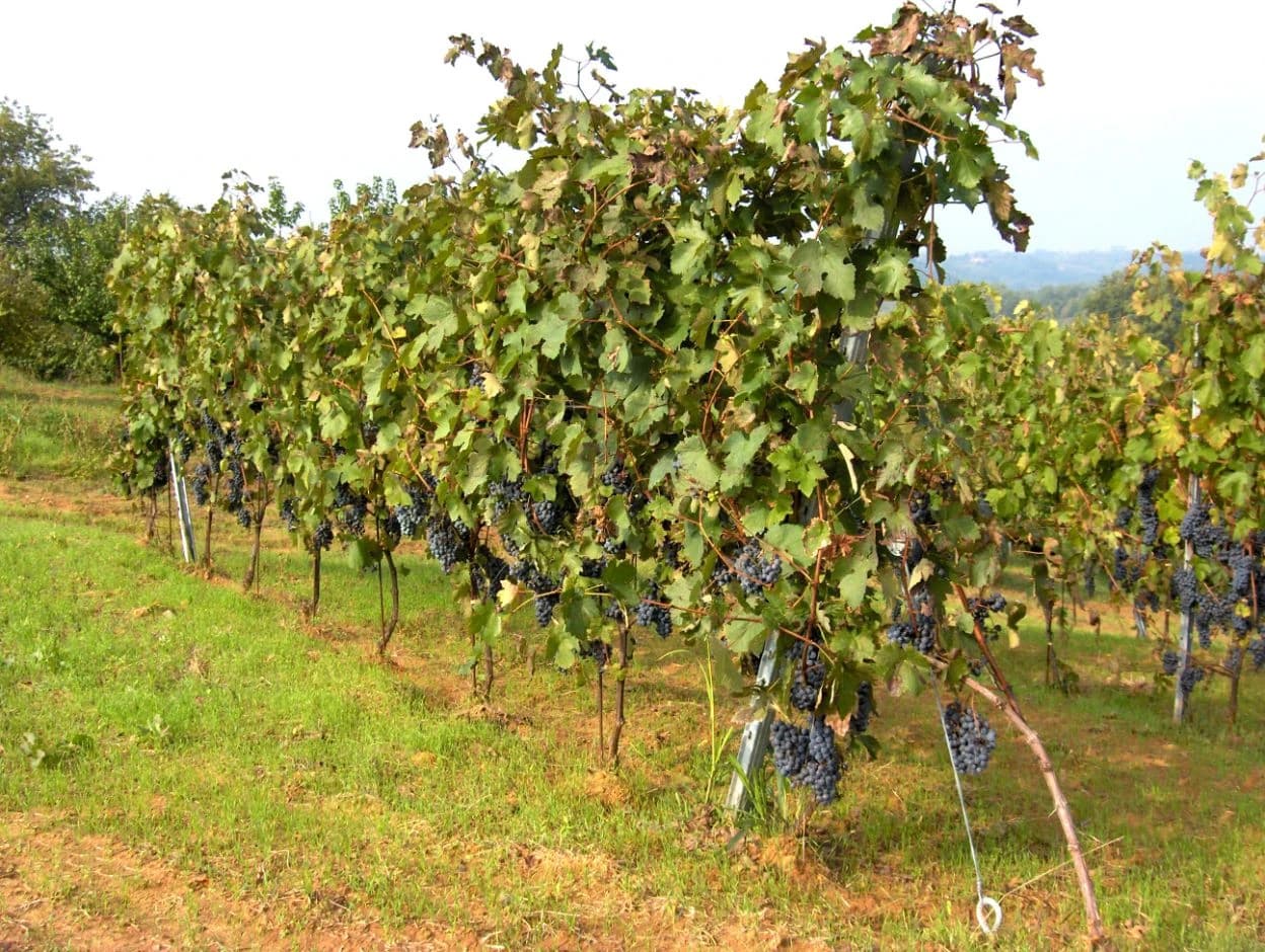 piedmont-cycling-the-hills-of-barolo