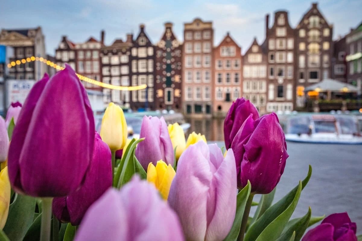 Everything you need to know about the blooming of tulips in the Netherlands tulip-blossom-in-holland image