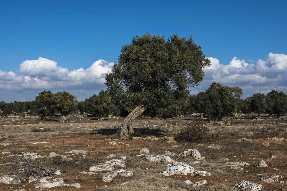 5 piatti tipici salentini che ti faranno perdere la testa 5-piatti-tipici-salentini-ti-perdere-la-testa image