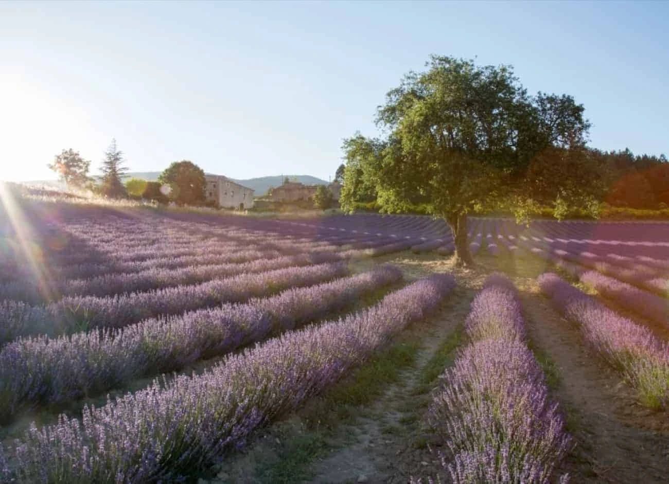 provence-on-a-bike-among-the-lavender-fields