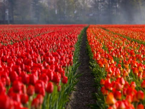 by-bike-among-the-tulip-fields