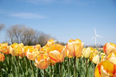 8-giorni-in-olanda-in-bici-e-barca-tra-i-tulipani